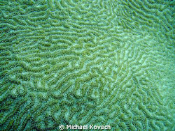 Coral on the Inside Reef at Lauderdale by the Sea by Michael Kovach 